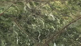 Rain Forest Green