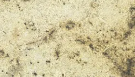 Siena Cream